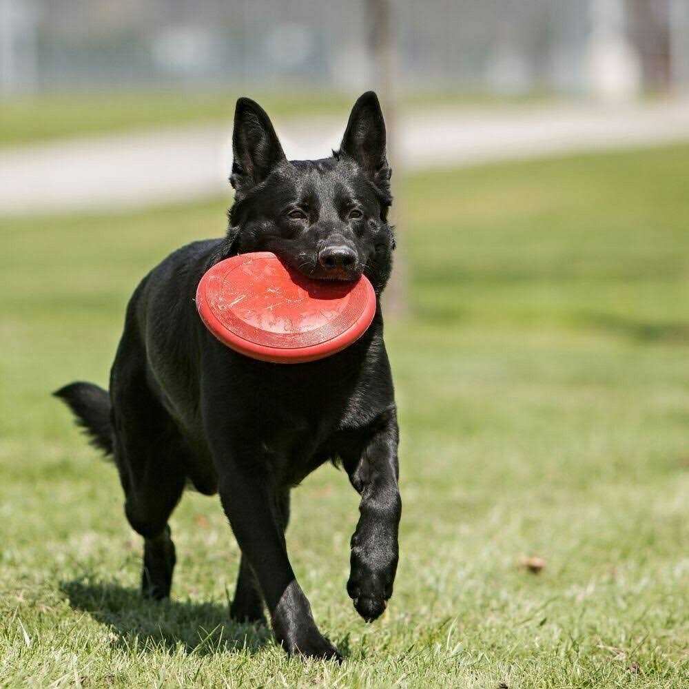 Dog Toy S52877