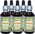 Ceylon Leadwort Dried Herb Alcohol-Free Liquid Extract 5x2 oz V644689