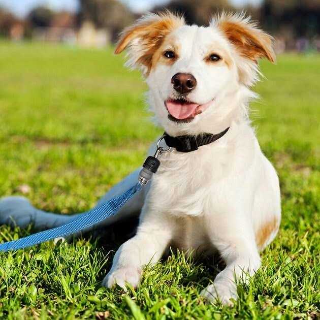 Quick-Connect Dog Leash Q5633