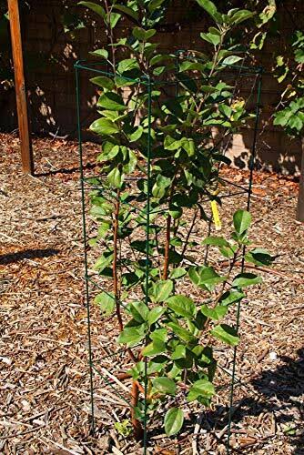 Green Square Folding Tomato Cage Plant Support Tower 12 inch by 46 inch, Pack of 5 Sets N661