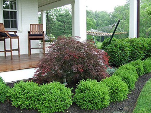 Two Green Velvet Boxwood Shrubs in Quart Containers K693226