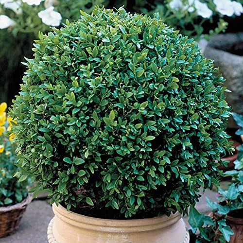 Two Green Velvet Boxwood Shrubs in Quart Containers K693226