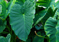 Green Taro Bulbs D93245