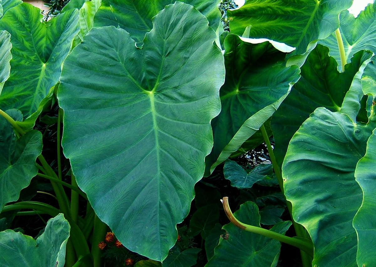 Green Taro Bulbs D93245