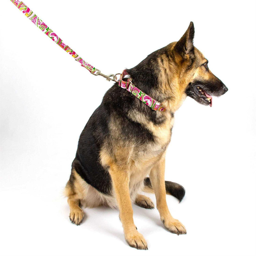 Martingale Dog Collar V2297