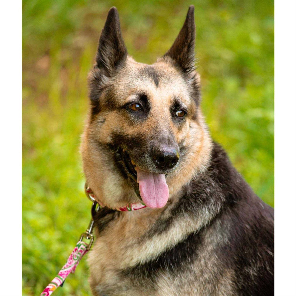 Martingale Dog Collar V2297