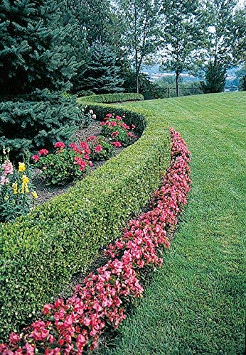 Two Green Velvet Boxwood Shrubs in Quart Containers K693226