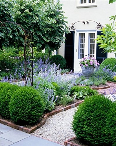 Two Green Velvet Boxwood Shrubs in Quart Containers K693226