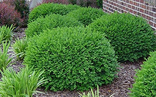 Two Green Velvet Boxwood Shrubs in Quart Containers K693226