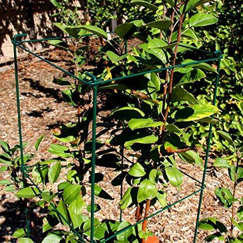 Green Square Folding Tomato Cage Plant Support Tower 12 inch by 46 inch, Pack of 5 Sets N661