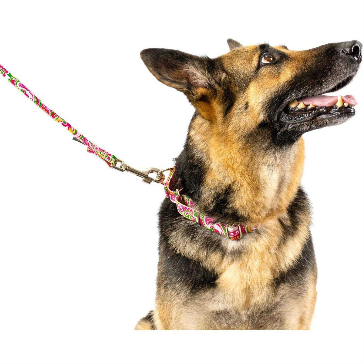 Martingale Dog Collar V2297