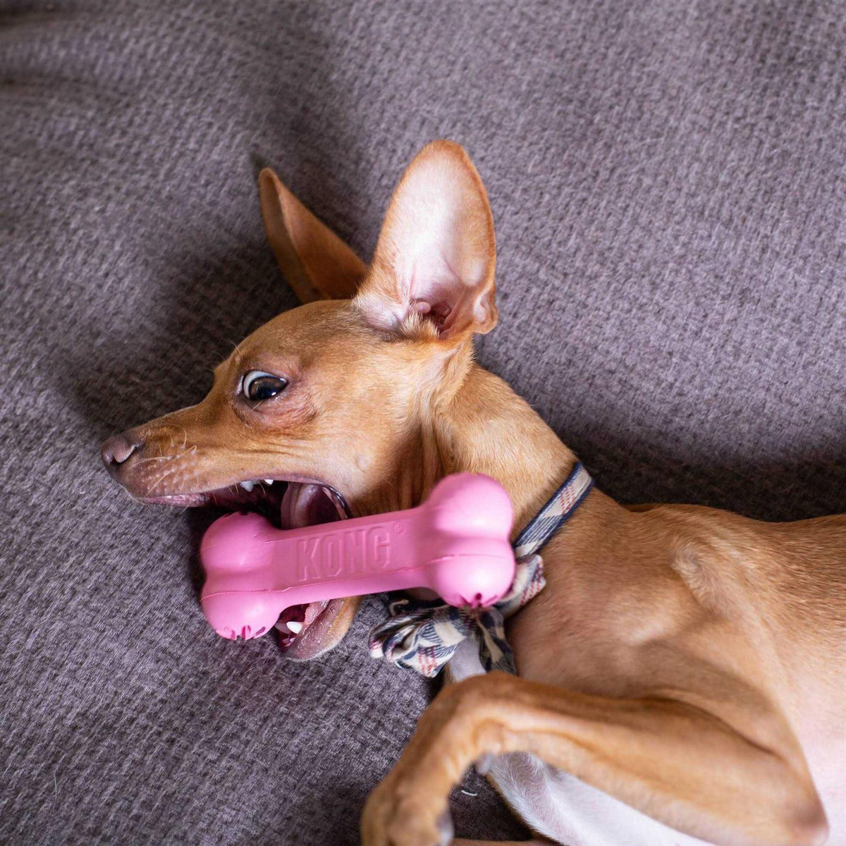Puppy Toy E212696